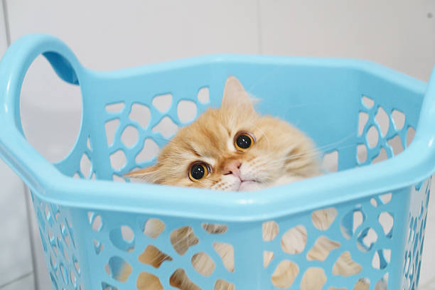 Fluffy orange cat peeking out from blue laundry basket, showcasing curiosity and playfulness. cat large eyes and soft fur create adorable and heartwarming scene
