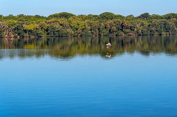 A slender bird flies just above the surface of a blue lake, reflecting on its surface.