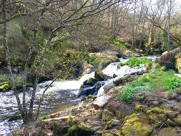 Mera river, Lugo province, Galicia, Spain. Early springtime.