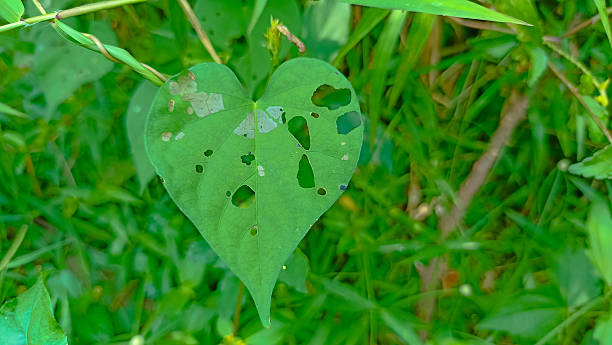 Heart-shaped vented leaves grassed. selective focus
