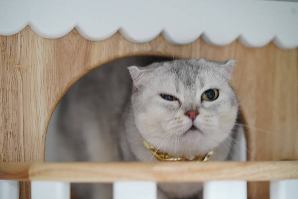 Fluffy cat peeking through circular opening in wooden structure, displaying curious expression. cat has light gray coat and golden collar, creating charming and playful atmosphere