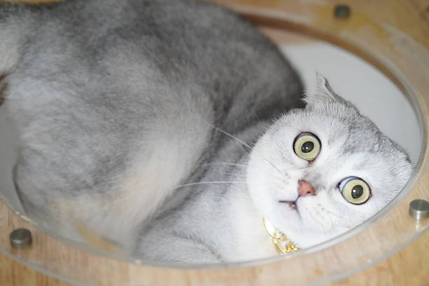 Curious gray cat with large eyes peeking out from circular opening, displaying playful and surprised expression. soft fur and unique features add charm to this adorable feline