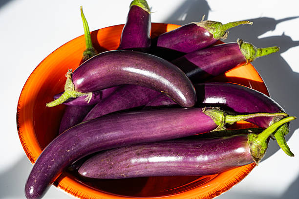 Fresh small purple eggplants harvesting in an orange bowl, organic raw vegetarian ingredient for healthy cooking