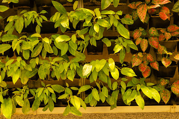 Several plants grow in a vertical arrangement on a wall at a botanical space. Various shades of green leaves are visible, indicating healthy growth. The environment is well-lit.