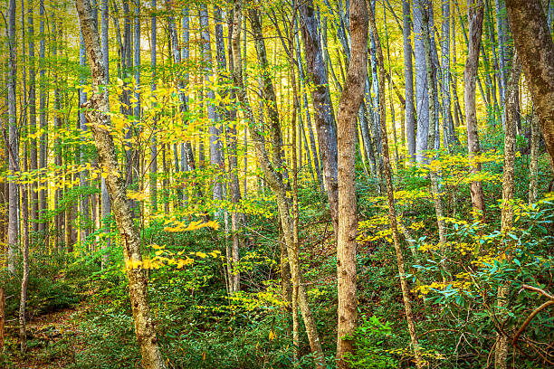 A view of the Great Smoky Mountain forest during the fall season shows the yellow foliage hanging off the many trees and why so many people visit the area yearly.