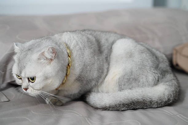 Fluffy gray cat with golden collar resting on soft bed, displaying curious expression. cat fur is soft and well groomed, adding to its charming appearance