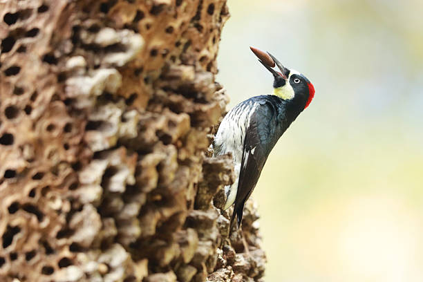 Acorn Woodpecker