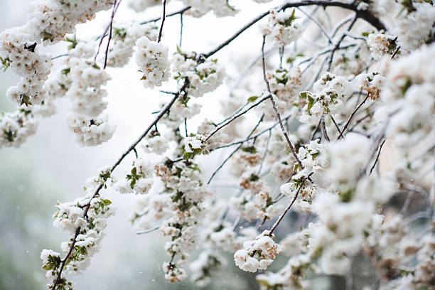 Cherry blossom in the snow on the Capitol Crescent Trail, Washington DC