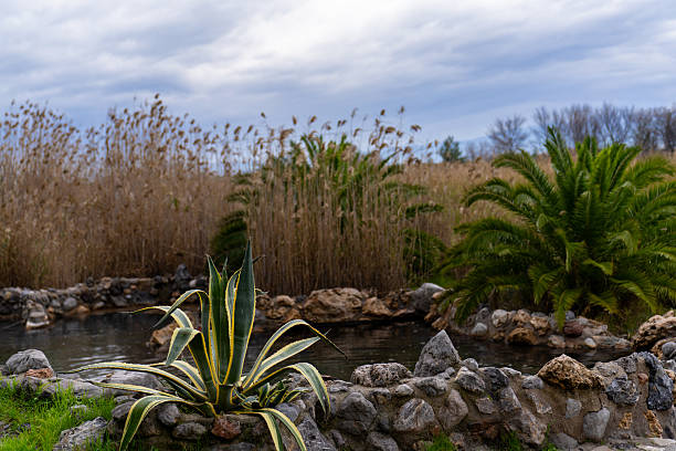 A horizontal landscape shot of the Aphrodite thermal pools near Thermopylae, Greece. The natural stone basins contain healing radon water, surrounded by Mediterranean vegetation including agave, palm trees, and tall reeds under a cloudy sky.