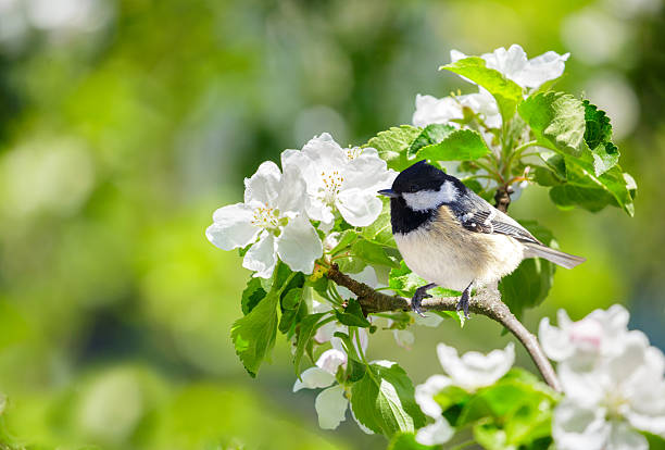 istock little bird perching on branch of blossom apple tree with white flowers. Coal tit. Periparus ater. Springtime 2260566767