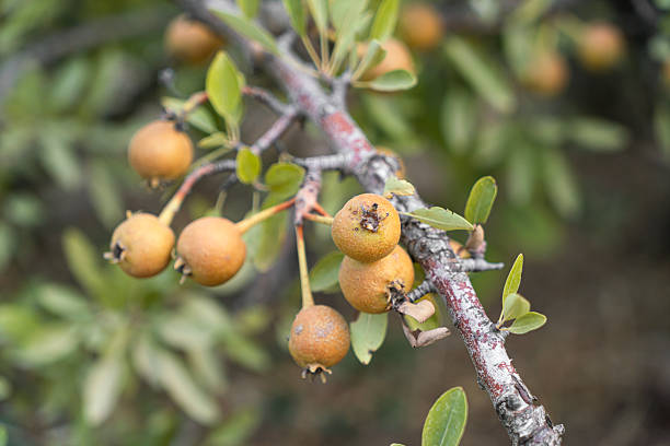 Raw hawthorn berries tree and leaves