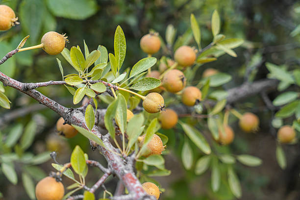 Raw hawthorn berries tree and leaves
