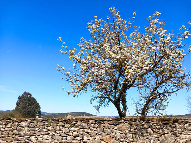 Flowering fruit tree, blue sky background. Cherry tree white flowering, clear sky background. Springtime, Galicia, Spain. Stone wall in the foreground. Copy space on the left.