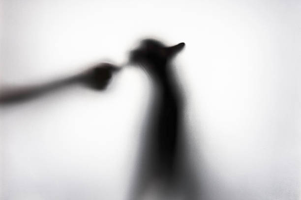 Pet owner gently feeding their cat with a hand extended behind frosted glass. Intimate daily moment captured in a soft and blurred atmosphere, emphasizing care, trust and the emotional bond between human and pet in a minimal indoor setting.