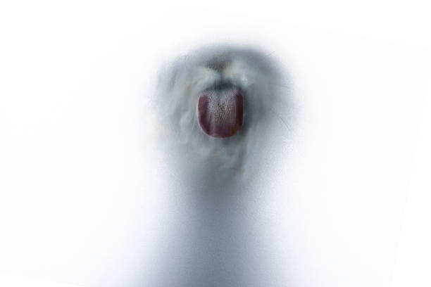 Close view of a cat licking frosted glass from behind, creating a blurred and abstract silhouette. Intimate and playful pet behavior captured through textured glass, expressing curiosity, daily life and the emotional connection between animals and their home environment.