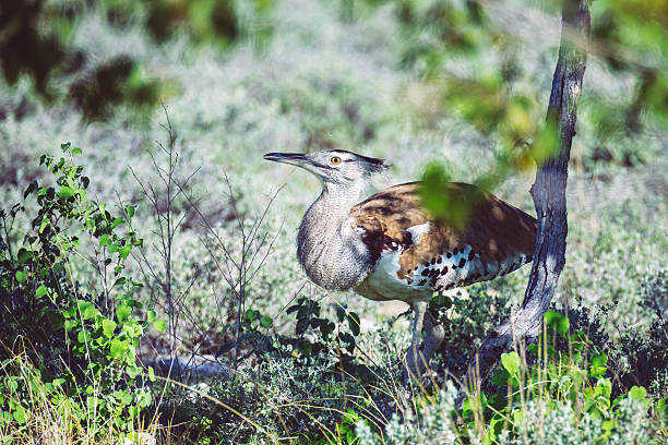A Kori Bustard walks through the namibian wilderness in the evening light.