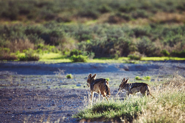 Jackal wild dangerous mammal africa  Kenya
