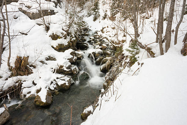 Water flowing over rocks in a snowy winter stream, surrounded by forest trees and ice