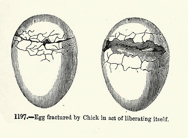Egg fractured by chick in act of liberating itself, Vintage illustration