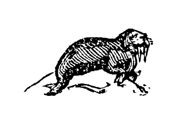 Walrus (morse), emphasizing its prominent tusks, sensitive whiskers, and robust body, old vintage illustration, 1897.