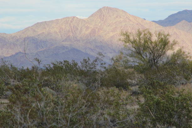 Rock landscape, Yucca Brevifolia Mojave Desert Joshua Tree National Park, CA