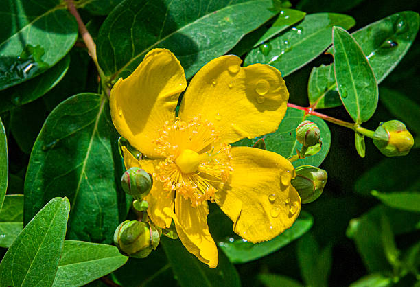 A brief morning rain shower has left water drops on the leaves and flower petals of a blooming St. John's Wort petals.