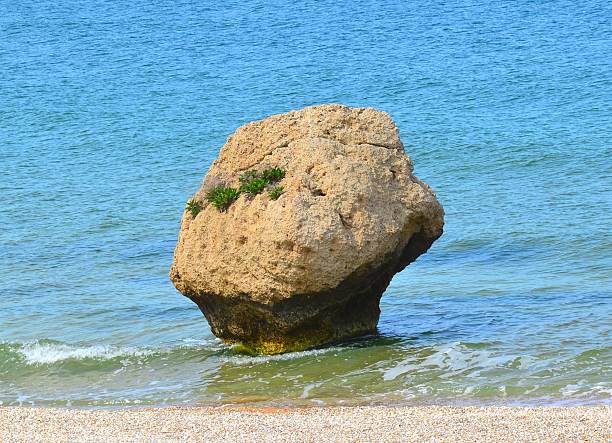 A large stone partially submerged in water, with small green plants on top. The water is calm, the color of the water is blue.