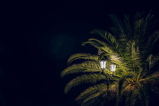 dark night palm and lantern light glare long exposure photography with empty copy space