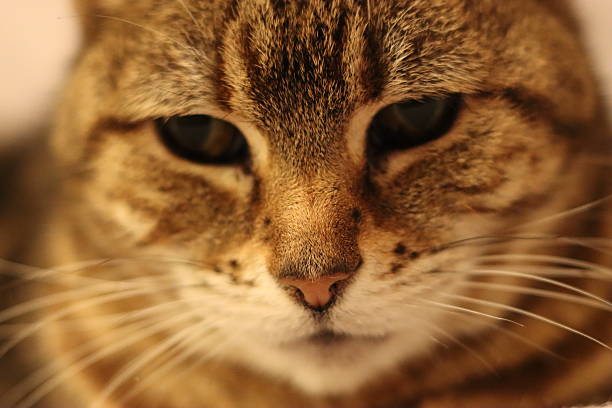 A close-up of a tabby cat's face with green eyes, showcasing its detailed fur and whiskers.