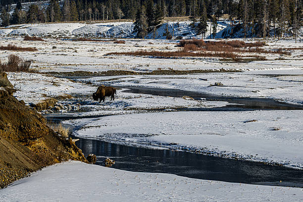 Bison grazing near the Lamar River in Yellowstone National Park, Wyoming.
