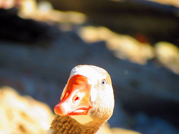Portrait of a curios Goose .