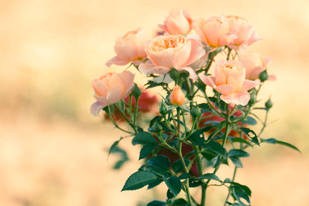 Closeup of an orange rose