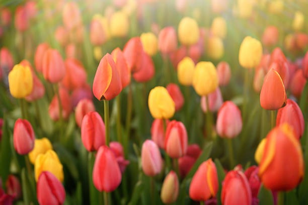 Field of tulip flowers in the spring.