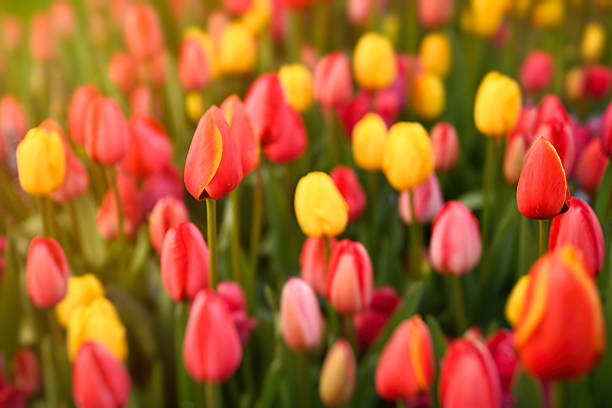 Field of tulip flowers in the spring.