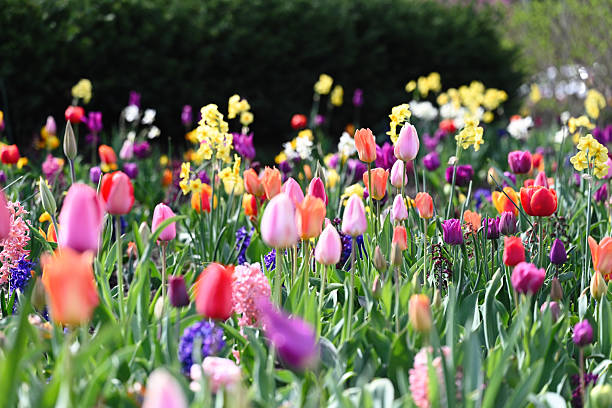 istock Field of tulip flowers 2260603044