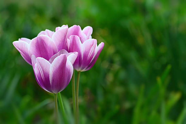 Different sorts and colors of blossoms of a tulip in the garden mixed into,Colorful Tulip flower background in the garden