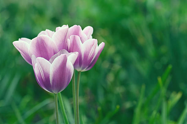 One purple tulip negrita double flower against blurred green grass background - close up, copyspace. Nature, floral, blooming and gardening concept