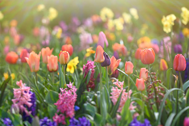 Field of tulip flowers in the spring.