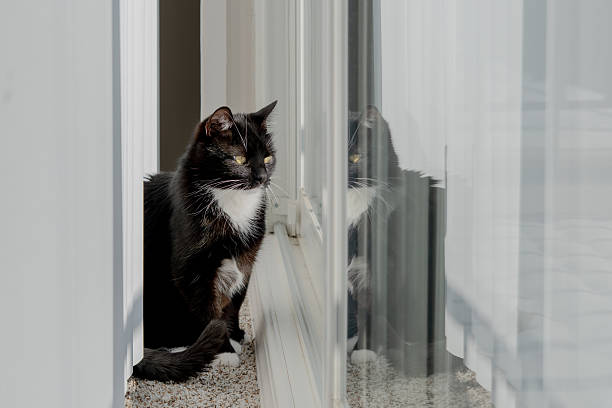A black cat gazing mysteriously through a large window, its full reflection captured in the glass, with white blinds framing the scene. The contrast of dark and light creates a captivating, introspective moment. Ideal for themes of reflection, mystery, and the quiet beauty of everyday life