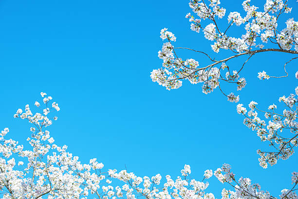 Spring background with blossoming cherry branches against a sunny blue sky
