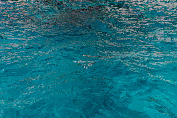 Clear turquoise ocean water with gentle ripples and sunlight revealing small fish beneath the surface, evoking tranquil tropical serenity in Seychelles marine waters