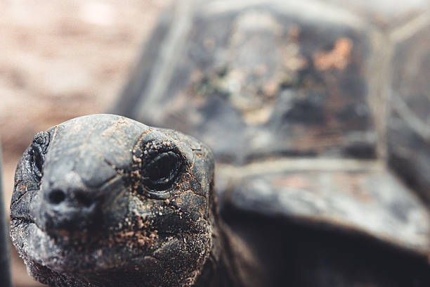 Mauritius giant land turtle in green forest setting, Mauritian native Wildlife