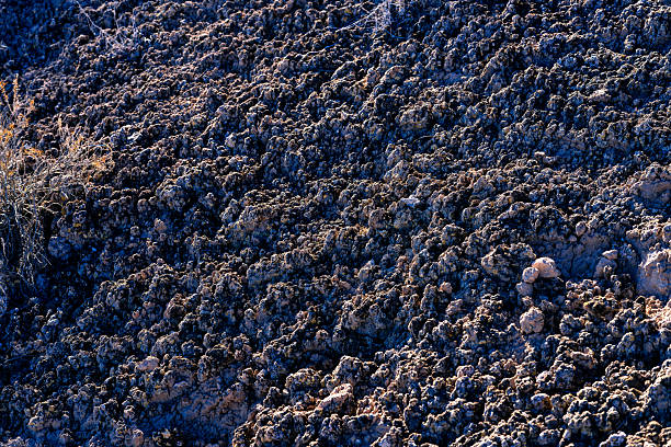 View of symbiotic fungi species holding soil together in high desert environment.
