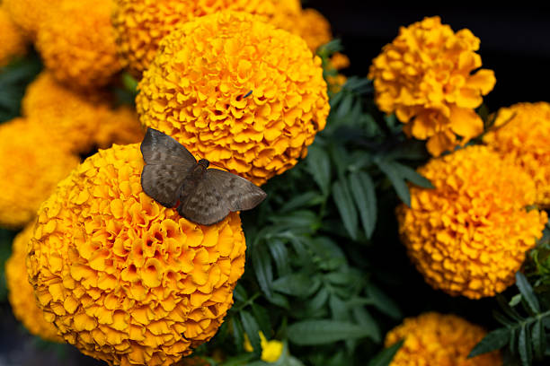 A close up photo of a brown indian moth on top of orange marigold flowers in Mexico for day of the dead.
