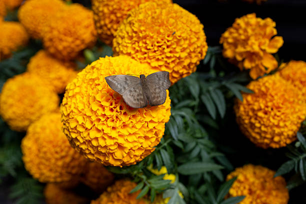 A close up photo of a brown indian moth on top of orange marigold flowers in Mexico for day of the dead.