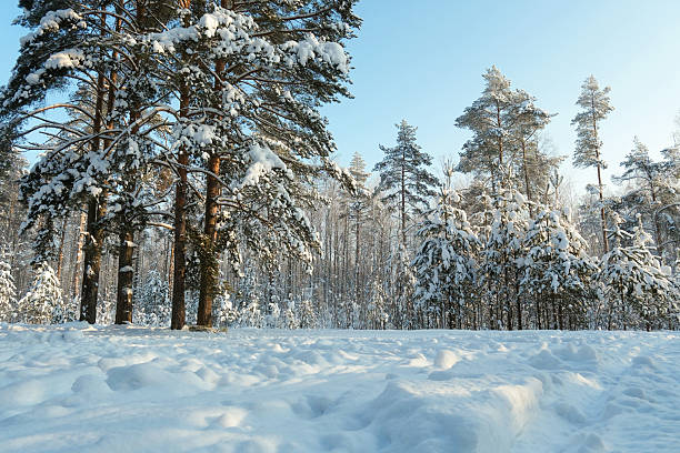 Sunny winter day in a snow covered pine forest, with pristine white snow blanketing the ground and trees.