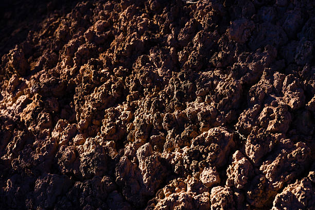 View of symbiotic fungi species holding soil together in high desert environment.
