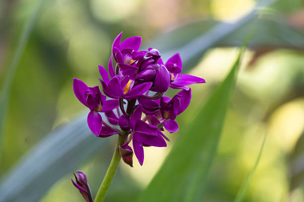 Wild orchid Dactylorhiza fuchsii in bloom, delicate purple flowers standing out against a dark green forest background. Concept of botany, rarity, elegance and natural beauty.