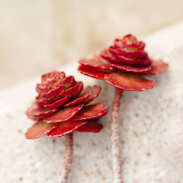 Red succulent cactus close up as aesthetic botanical background. Nature abstract flowery evergreen plants as minimal natural scenery, macro photo of beauty nature, soft focus, daylight, copyspace