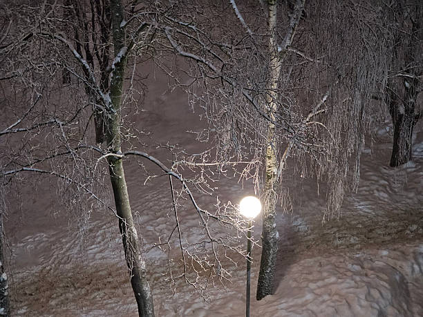 Snow covers trees and ground while a street light shines bright during the night in a winter scene